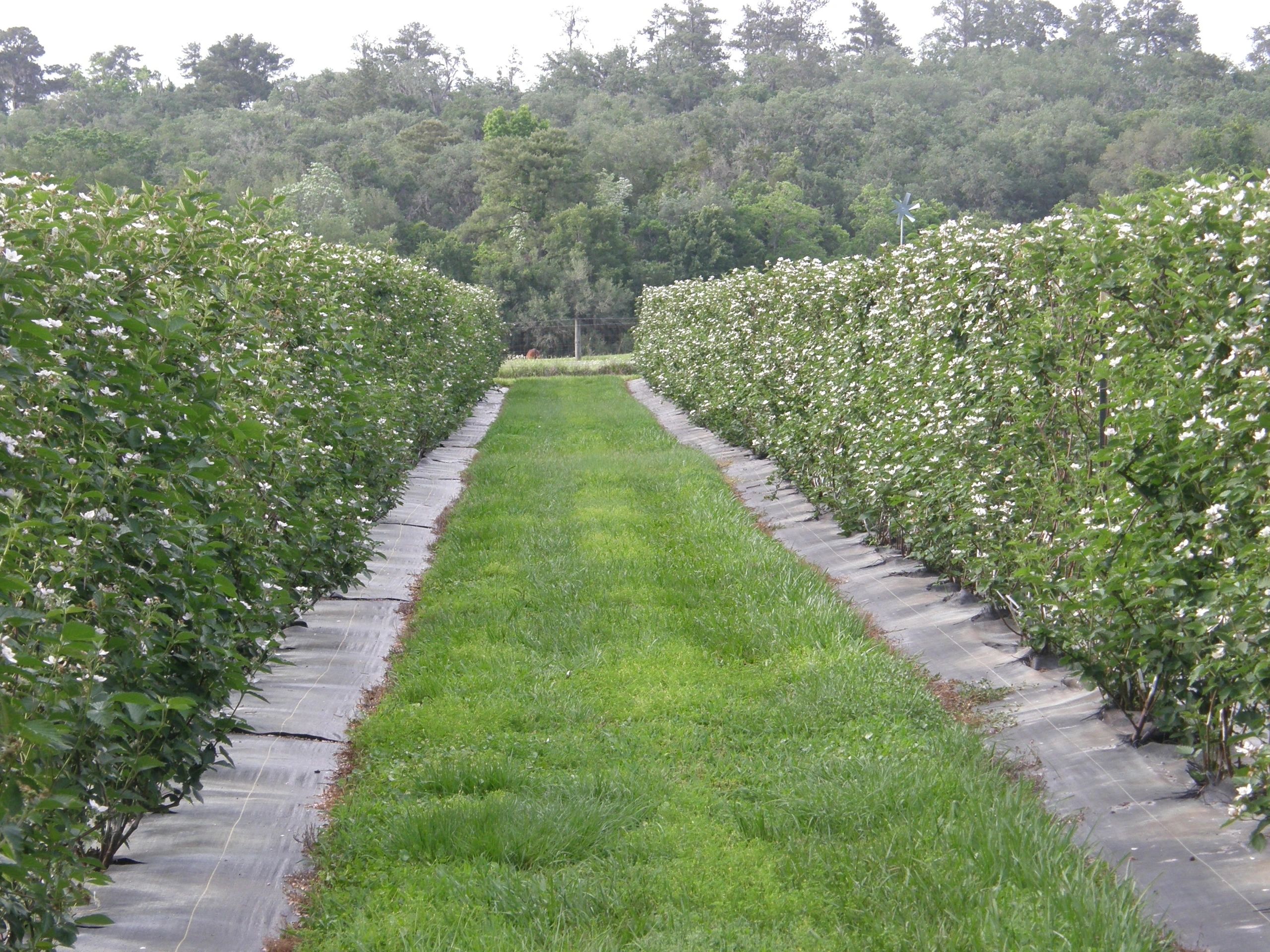 Bramble Creek Farms photo